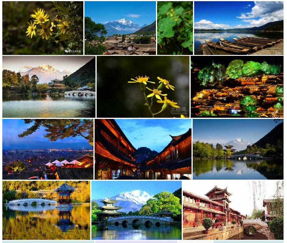 丽江千里光照片和图片/