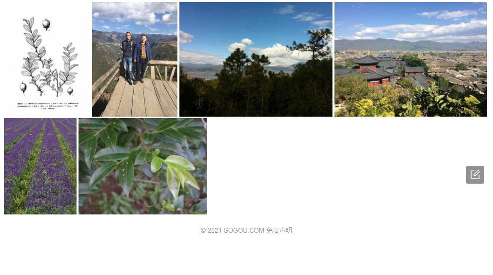 丽江柃照片和图片/