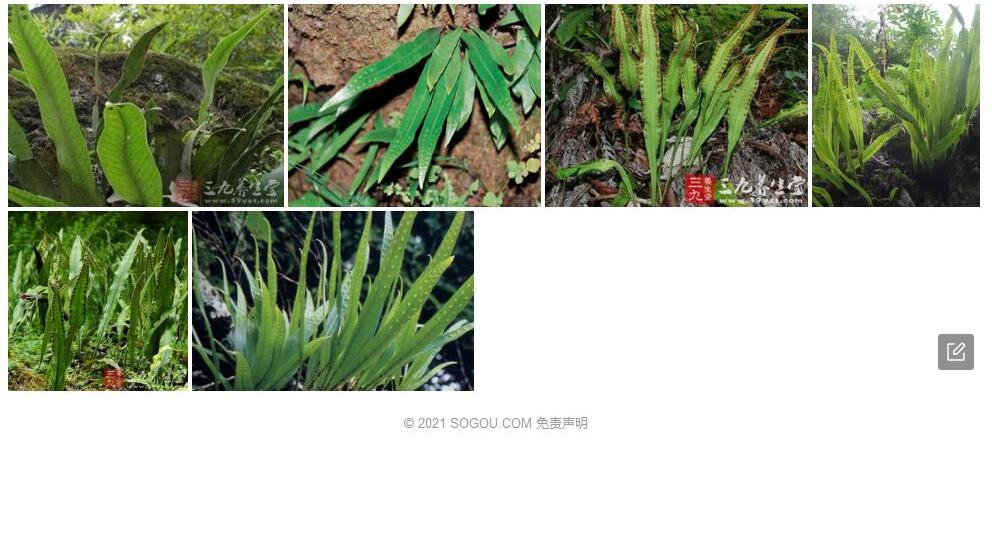 丽江瓦韦照片和图片/