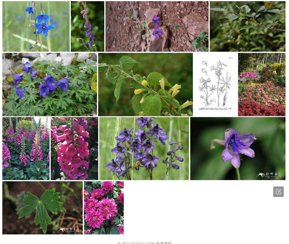 丽江翠雀花照片和图片/