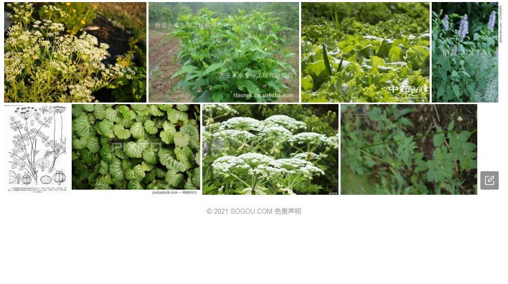 丽江茴芹照片和图片/
