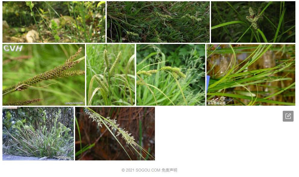 丽江薹草照片和图片/