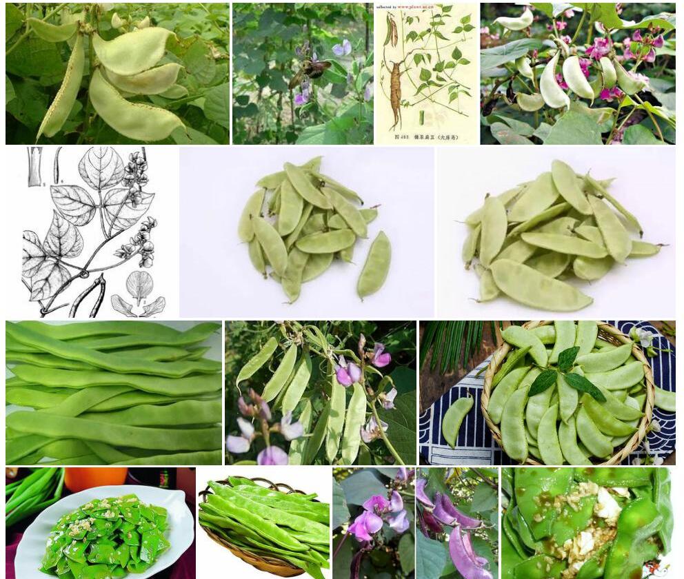 丽江镰扁豆照片和图片/