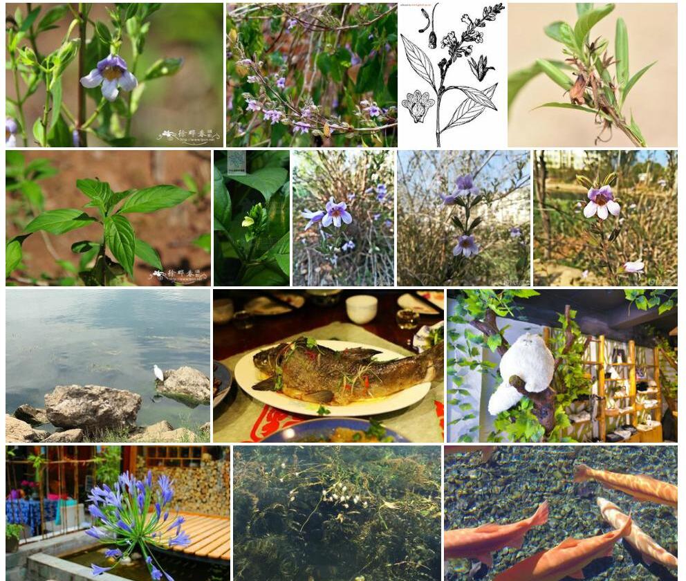 丽江鳔冠花照片和图片/