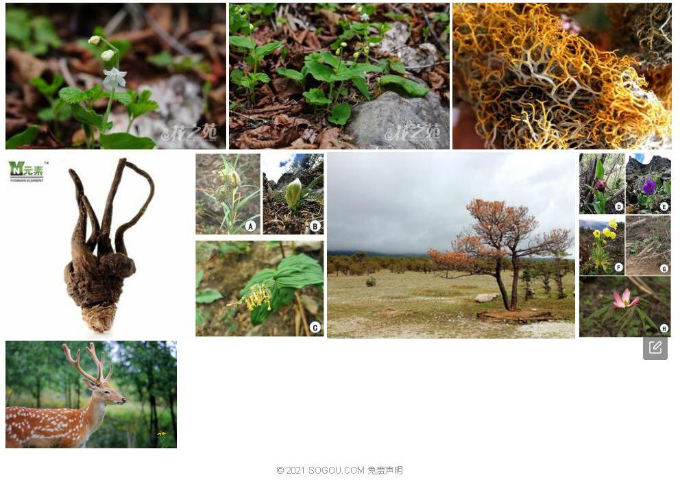 丽江鹿药照片和图片/