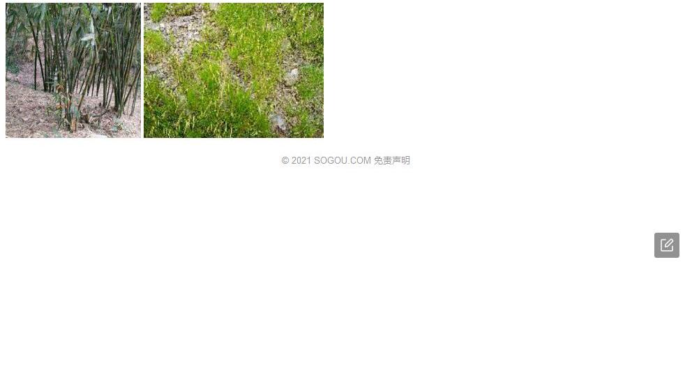 乌叶竹照片和图片/