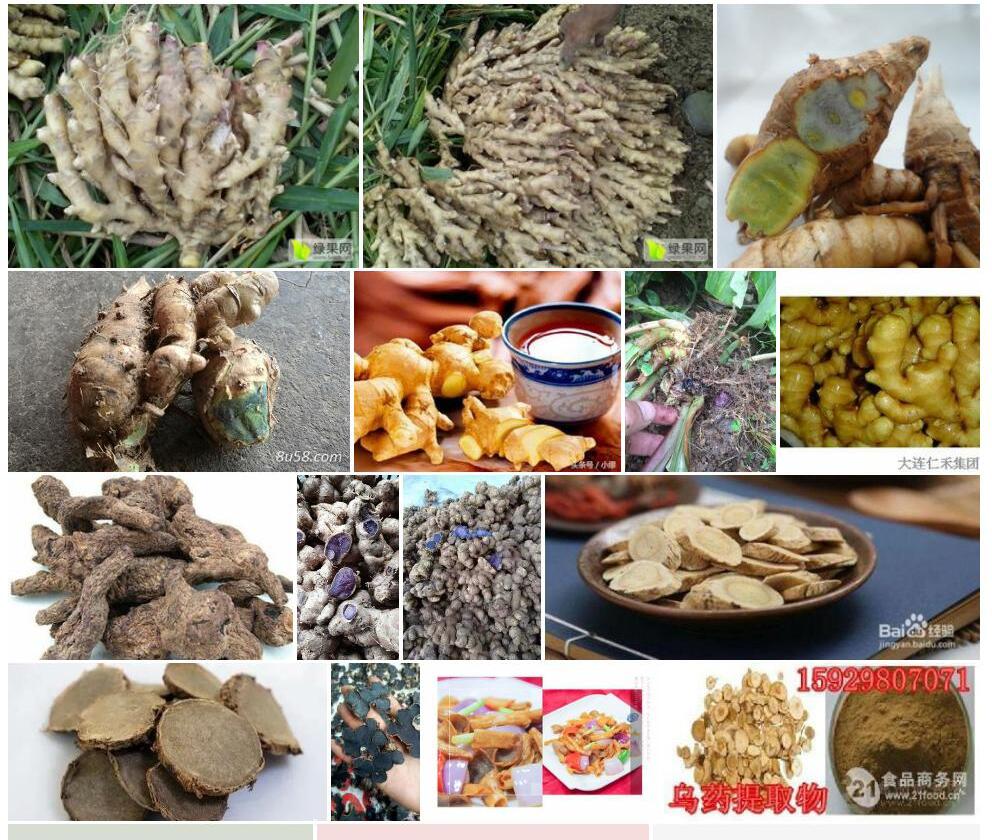 乌姜照片和图片/