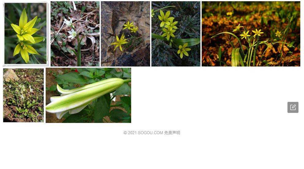 乌恰顶冰花照片和图片/