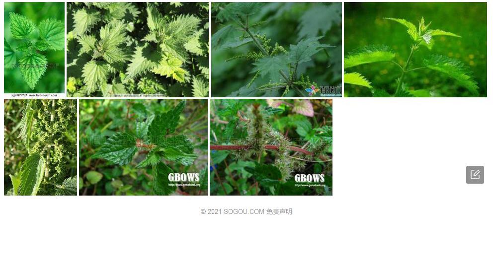 乌苏里荨麻照片和图片/