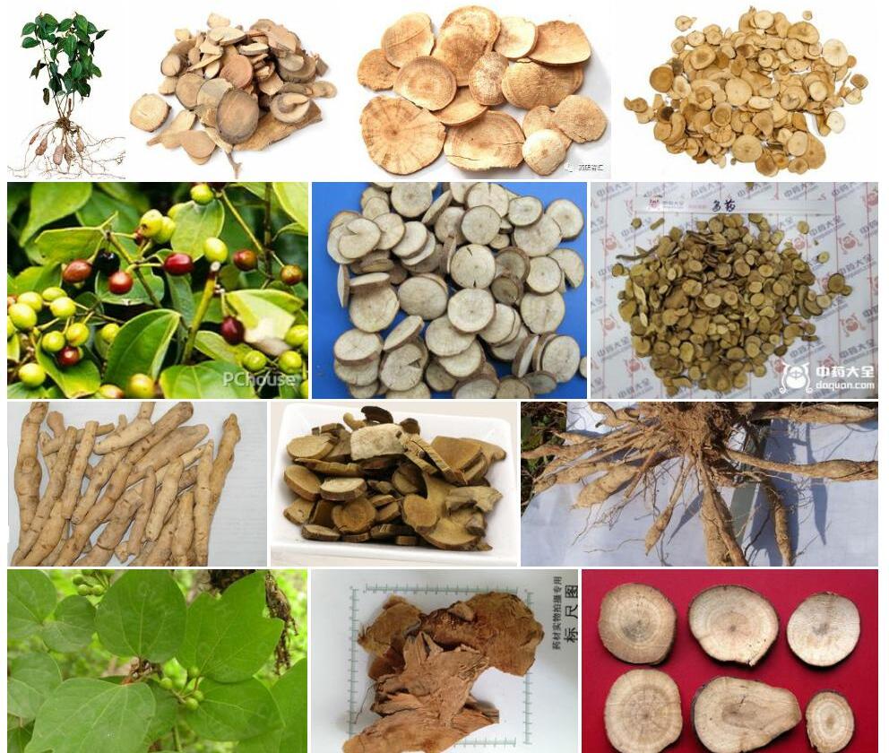 乌药照片和图片/