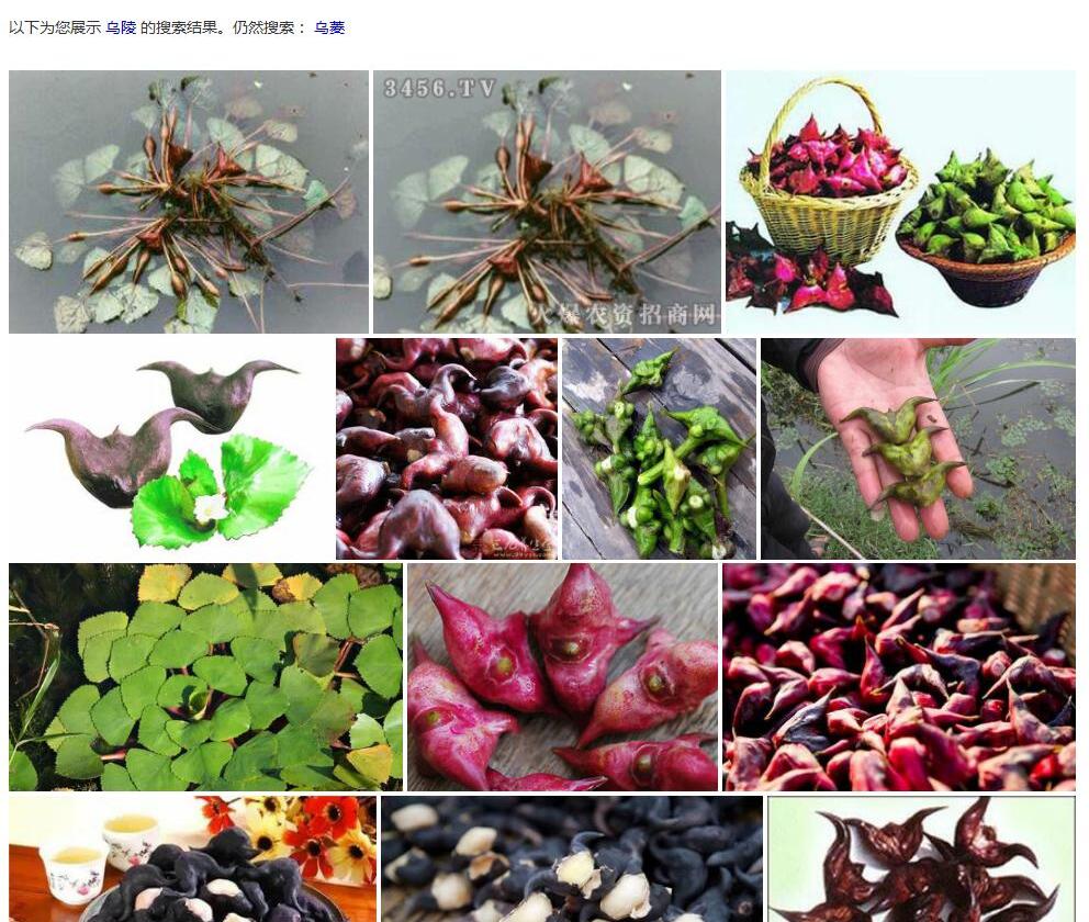 乌菱照片和图片/