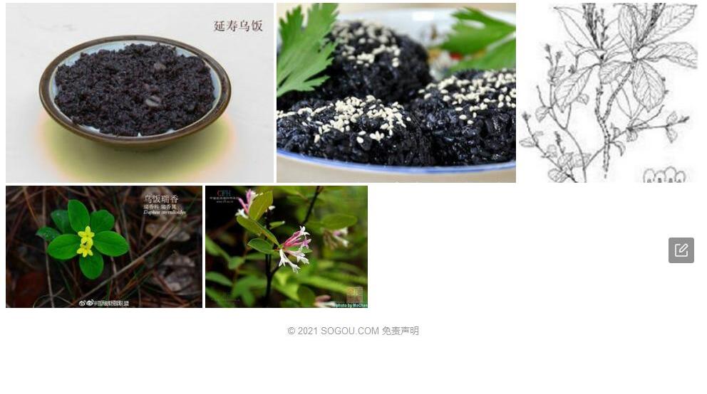 乌饭瑞香照片和图片/