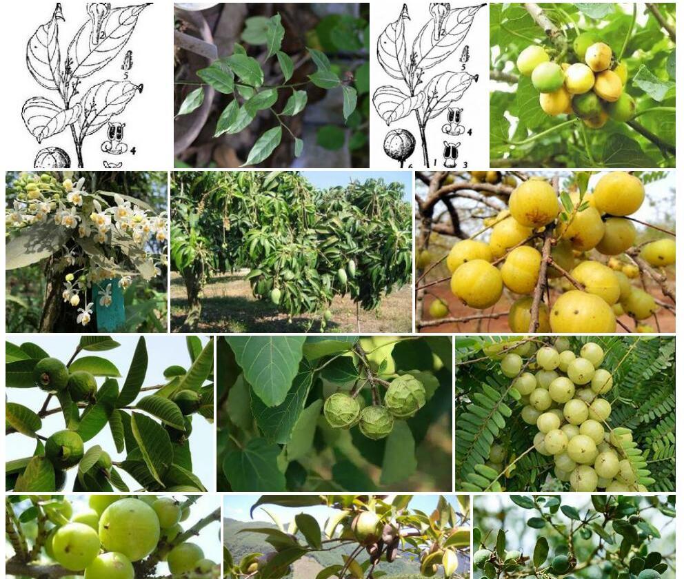 乐东油果樟照片和图片/