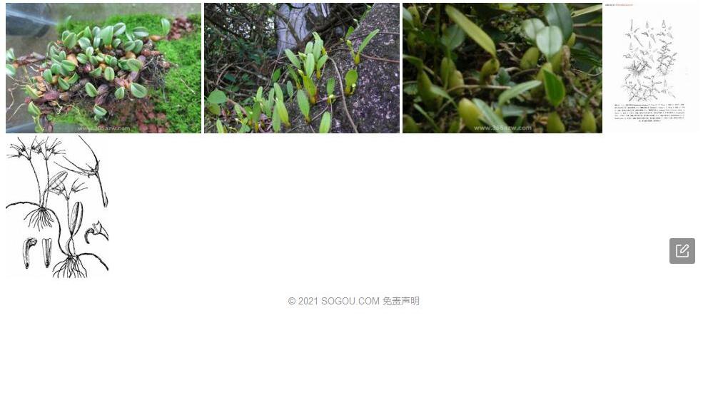 乐东石豆兰照片和图片/
