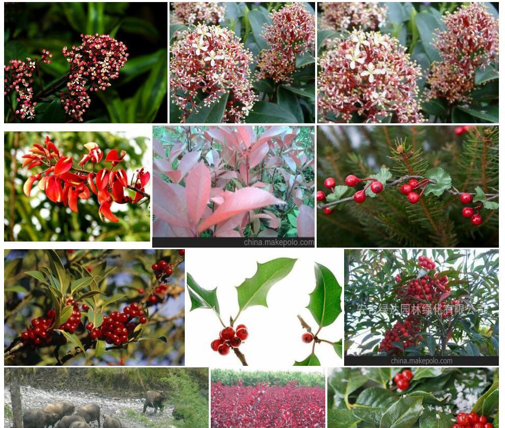 乔木茵芋照片和图片/