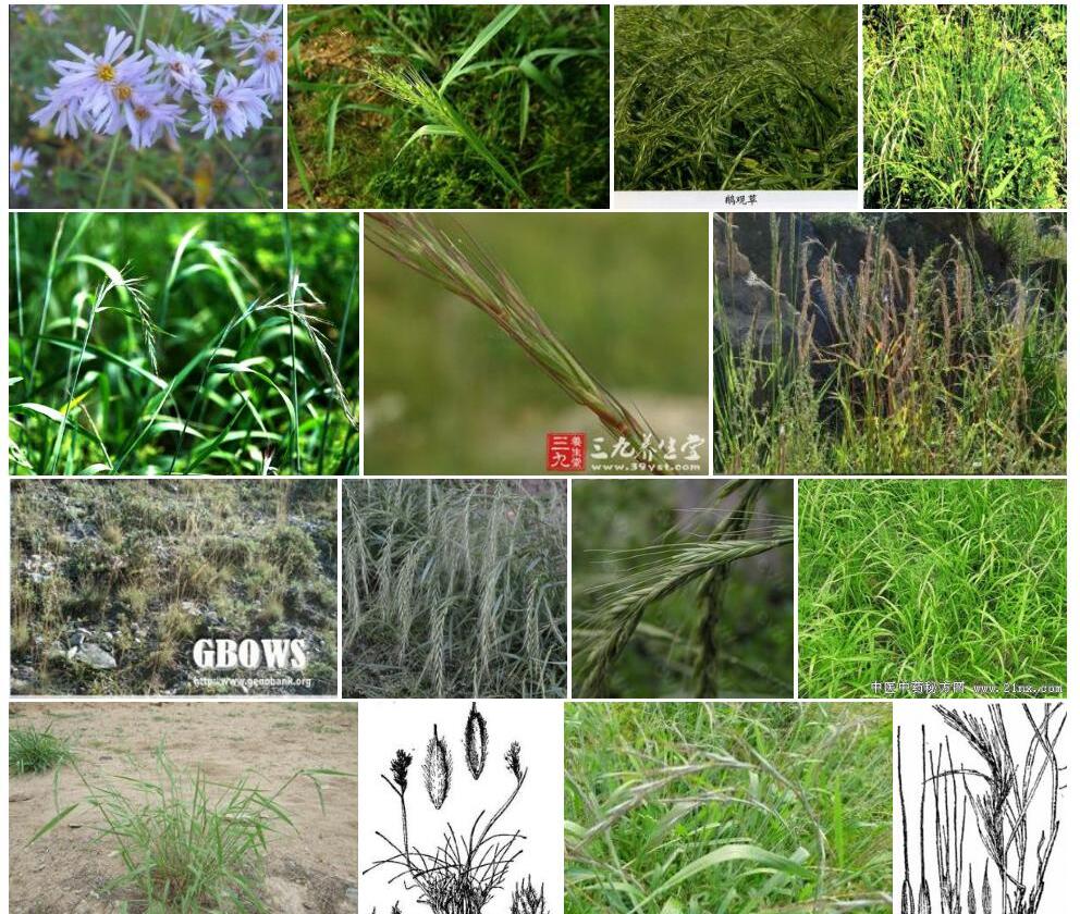 九峰山鹅观草照片和图片/