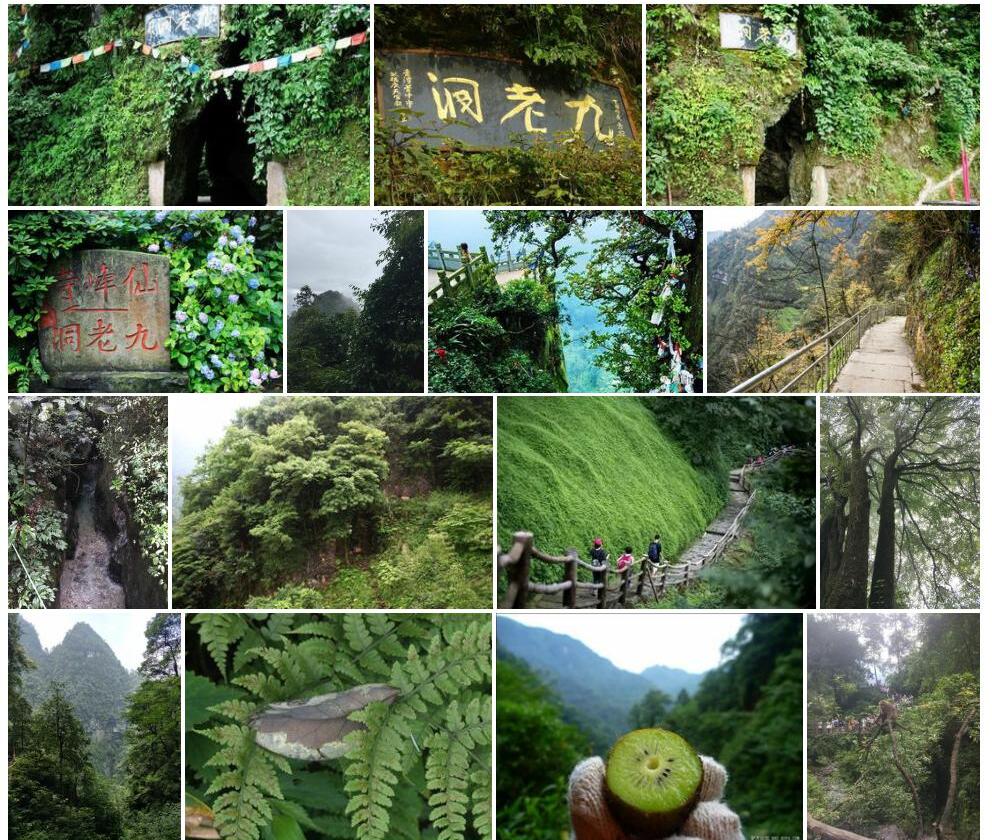 九老洞耳蕨照片和图片/