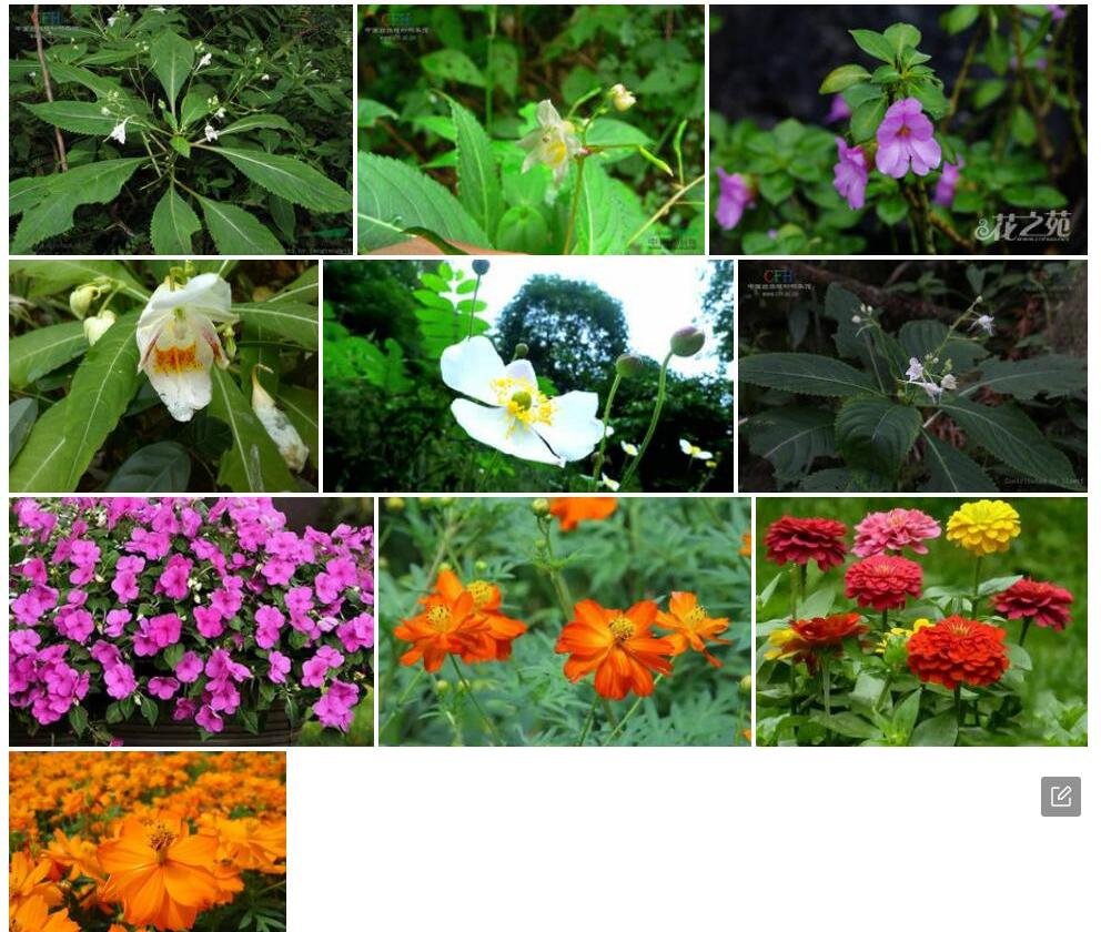 九龙凤仙花照片和图片/