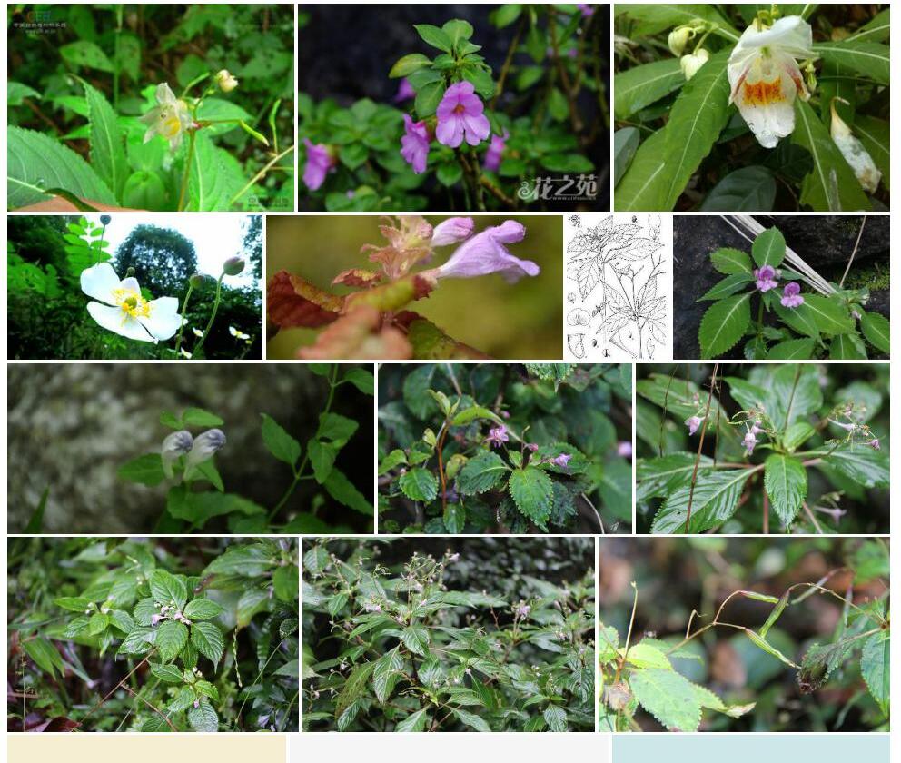 九龙山凤仙花照片和图片/