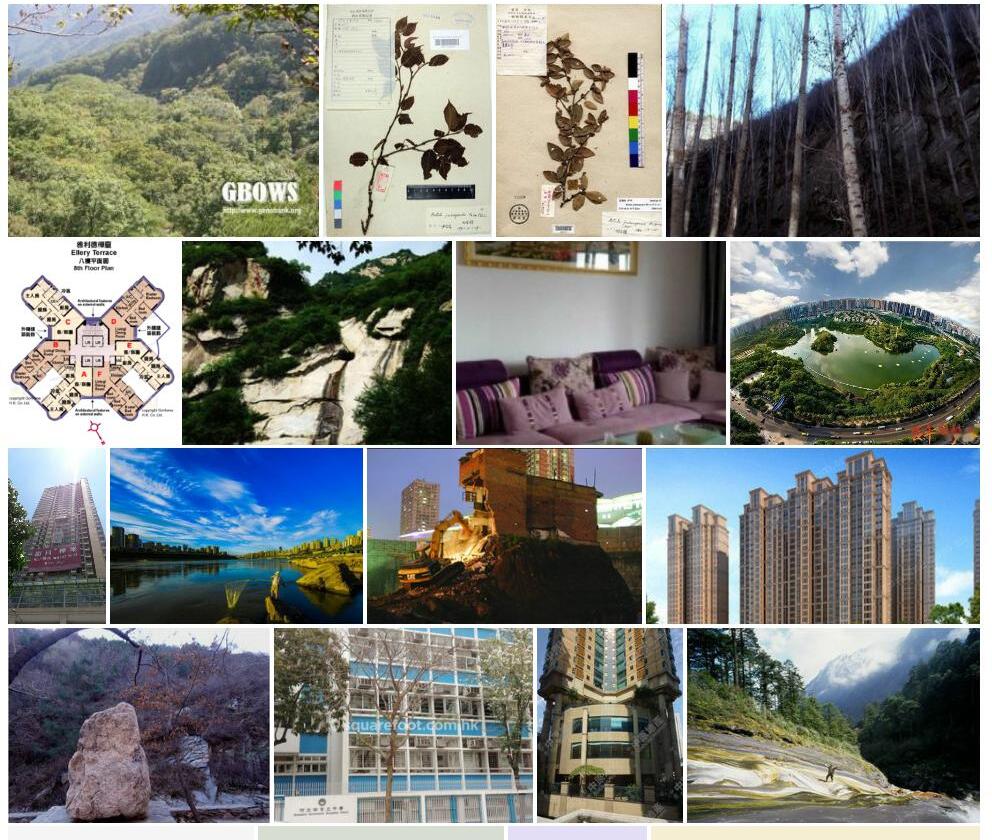 九龙桦照片和图片/