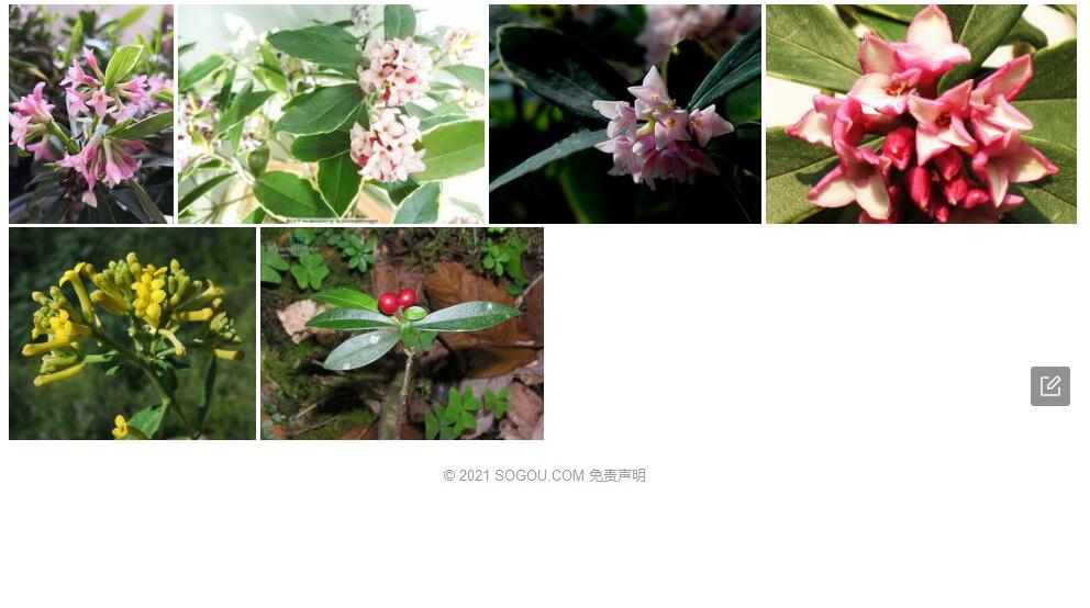 九龙瑞香照片和图片/