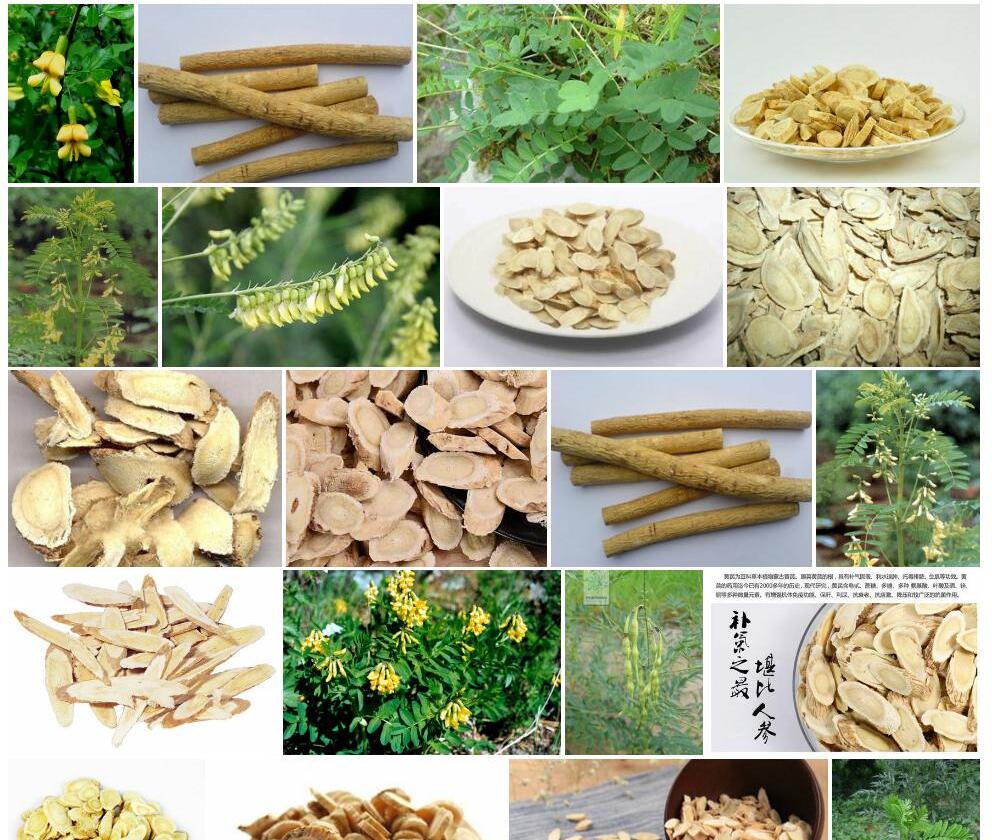 乡城黄耆照片和图片/