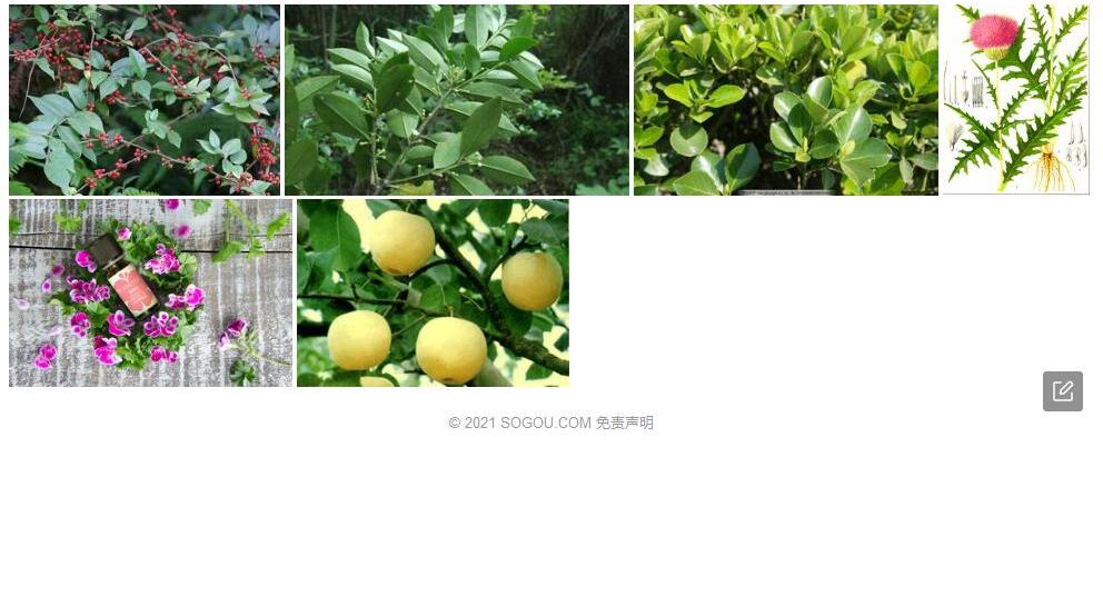 乳头冬青照片和图片/