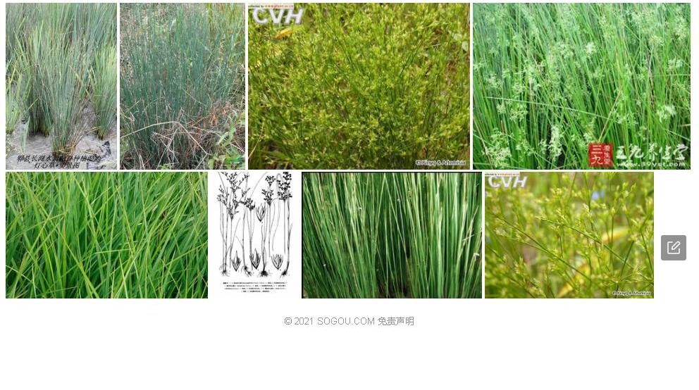乳头灯心草照片和图片/