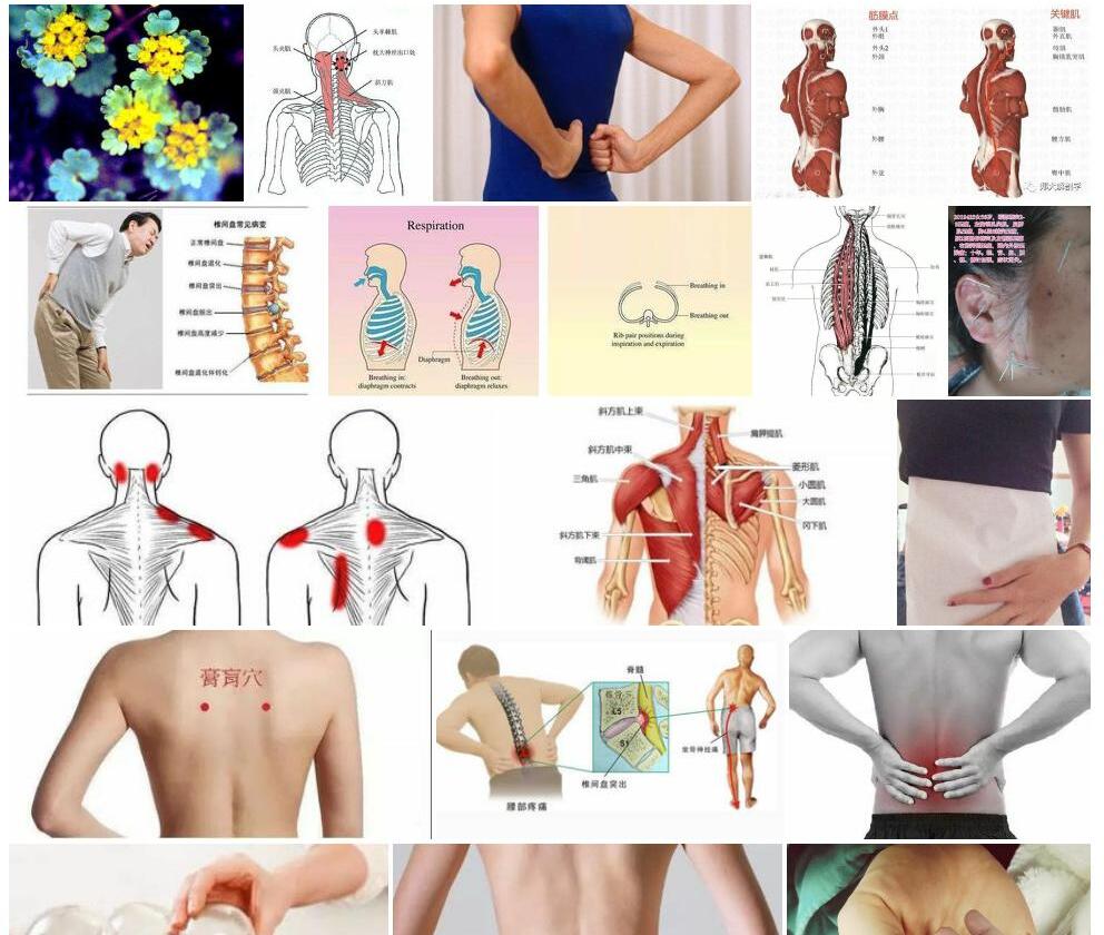 乳突金腰照片和图片/