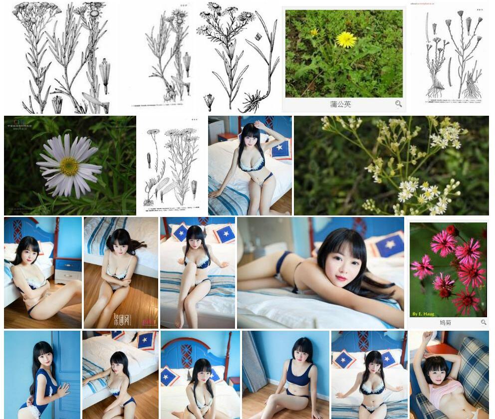 乳菀照片和图片/