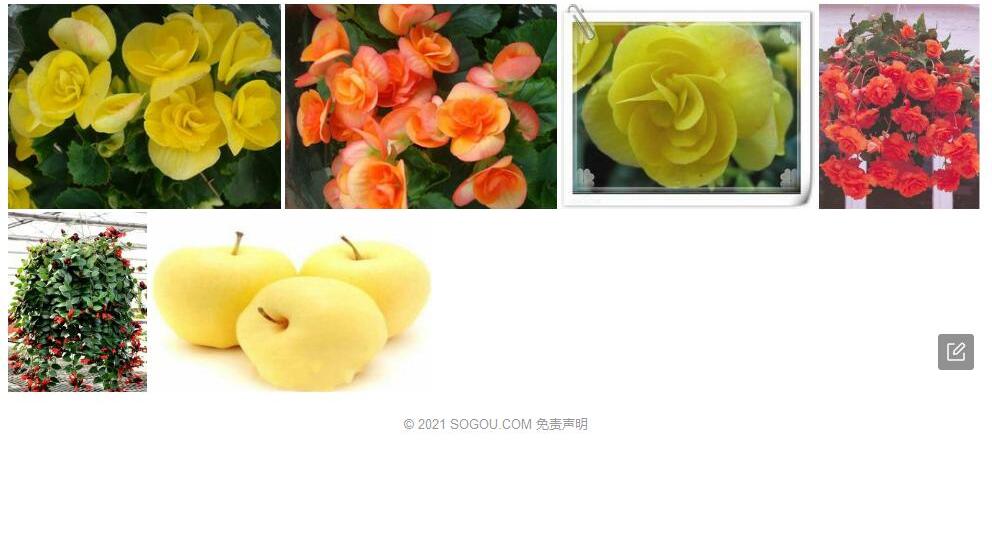 乳黄秋海棠照片和图片/