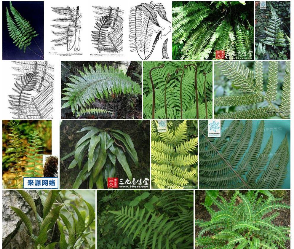 二尖耳蕨照片和图片/