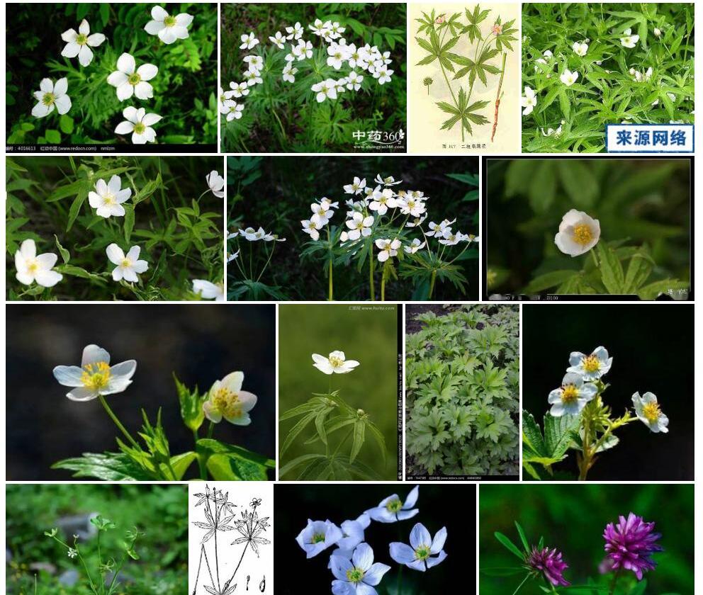 二歧银莲花照片和图片/