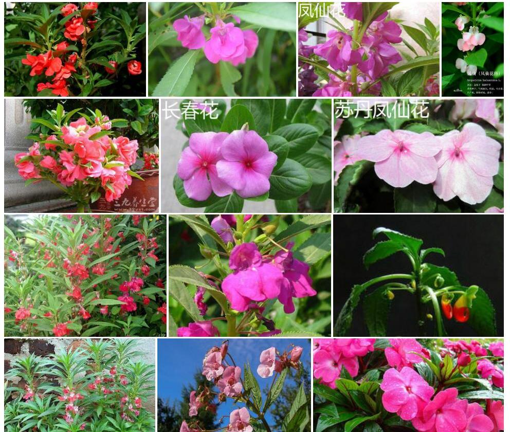 二色凤仙花照片和图片/