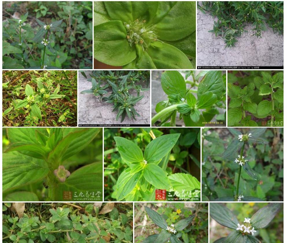 二萼丰花草照片和图片/