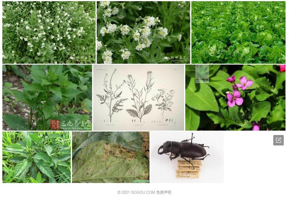 二行芥照片和图片/