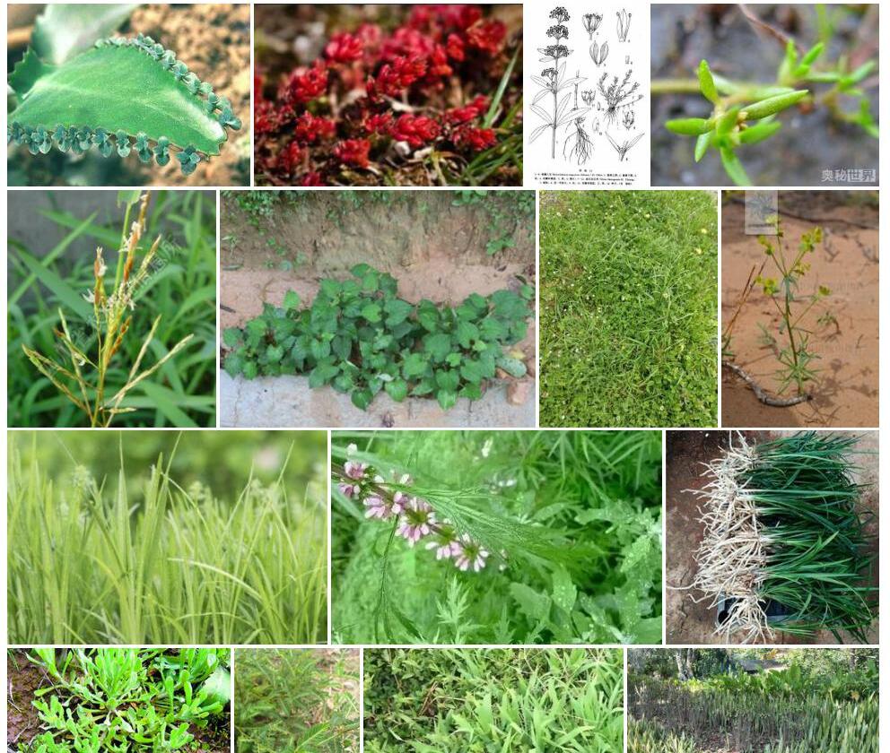 云南东爪草照片和图片/
