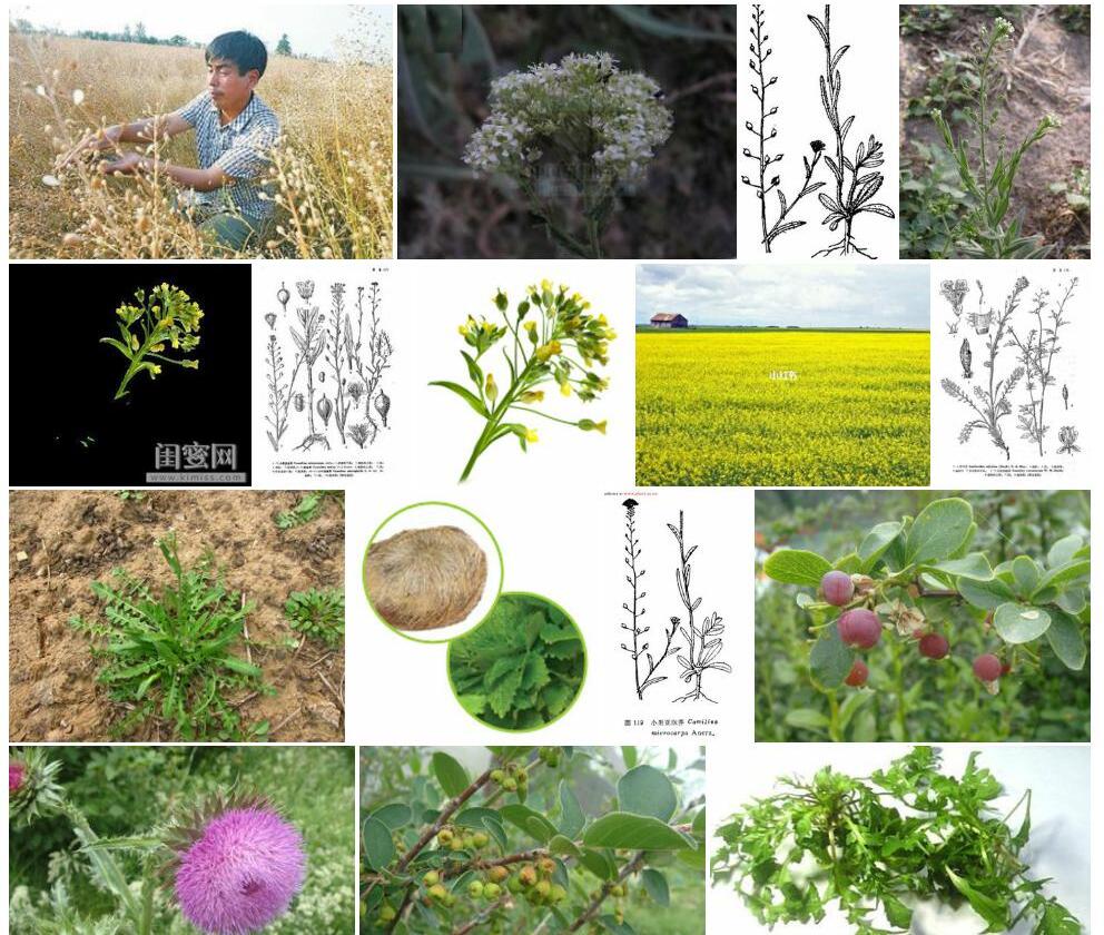 云南亚麻荠照片和图片/