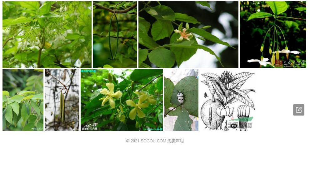 云南倒吊笔照片和图片/