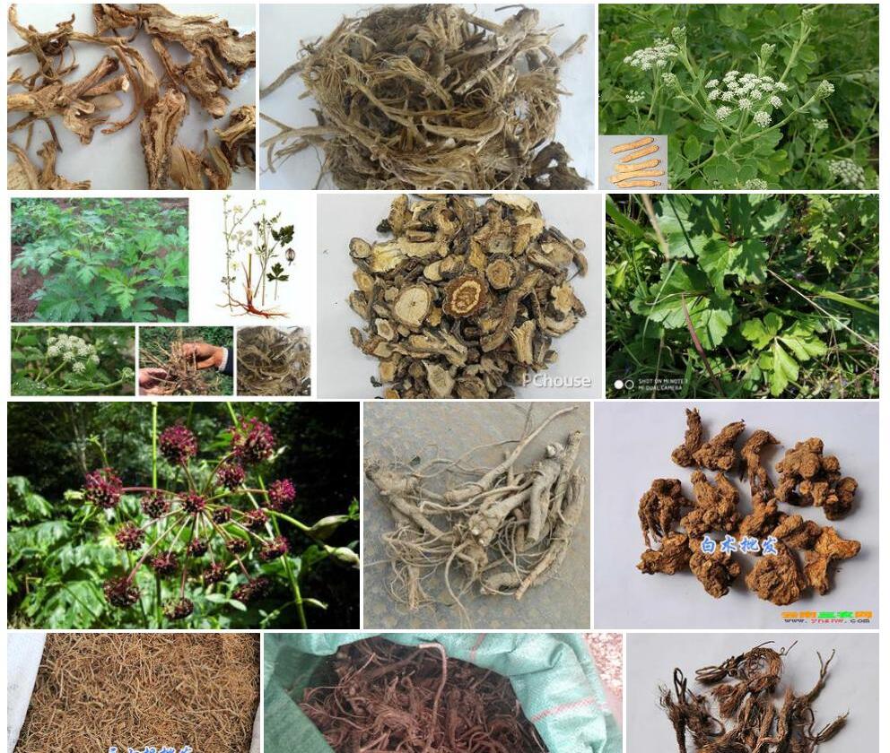 云南前胡照片和图片/