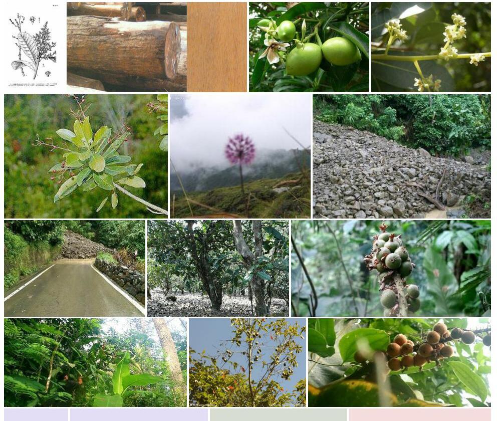 云南山檨子照片和图片/