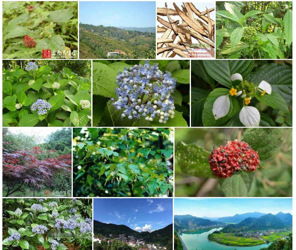 云南常山照片和图片/