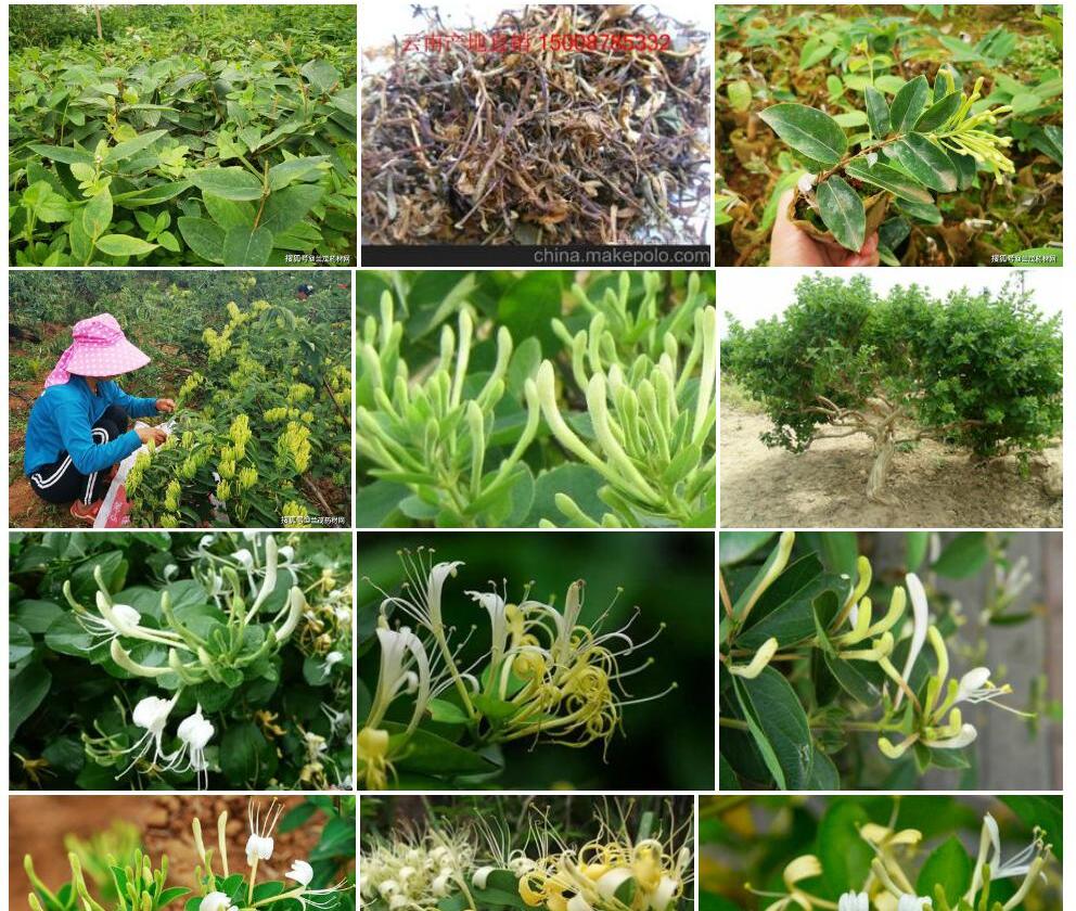 云南忍冬照片和图片/