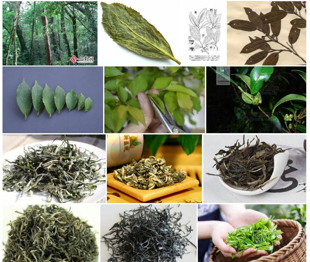 云南折柄茶照片和图片/