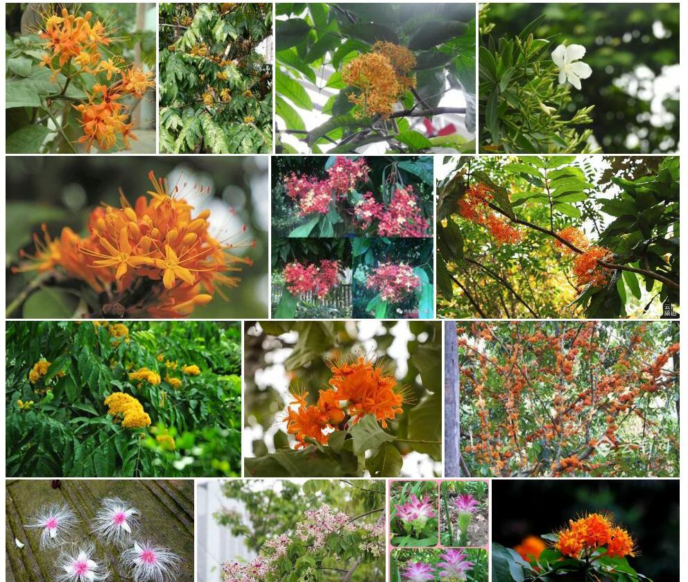 云南无忧花照片和图片/