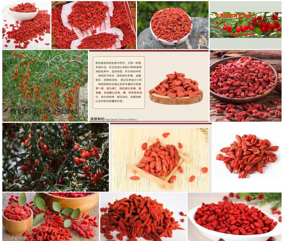 云南枸杞照片和图片/