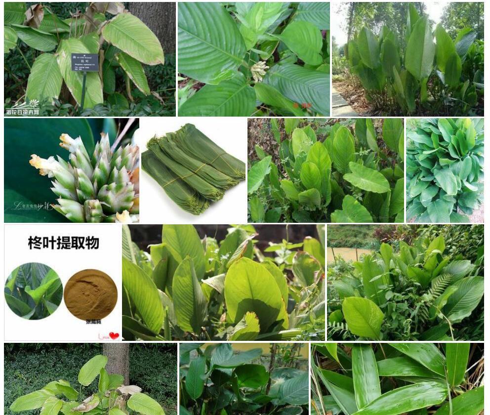 云南柊叶照片和图片/