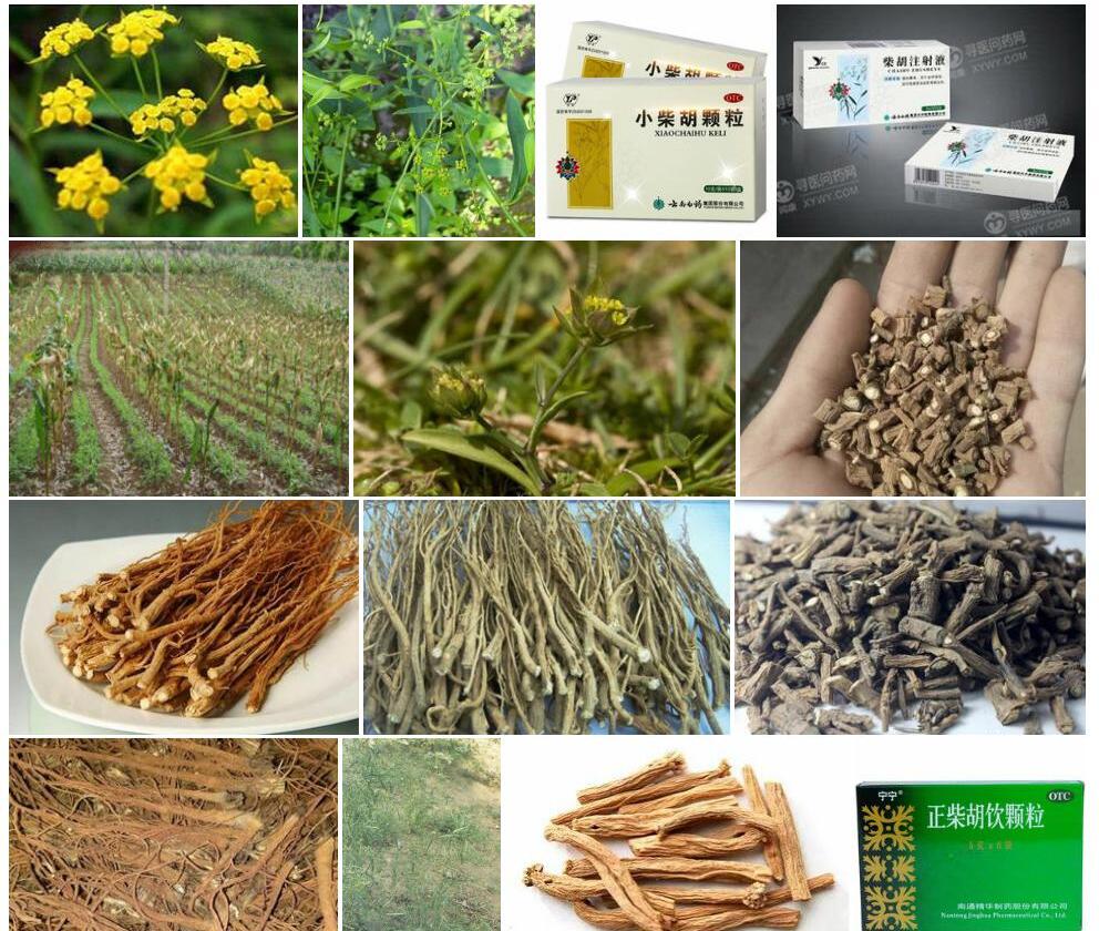 云南柴胡照片和图片/