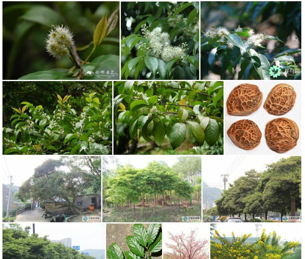 云南桂樱照片和图片/