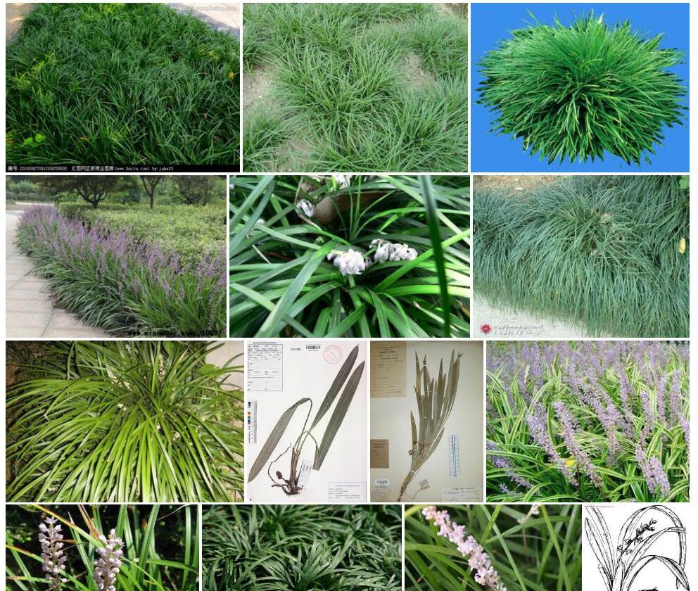 云南沿阶草照片和图片/